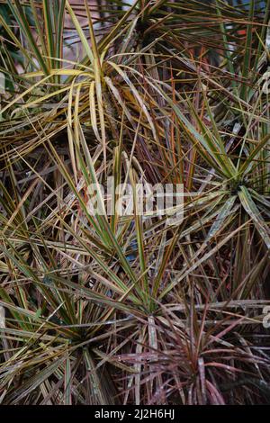 Dracaena marginata in der Natur. Dracaena marginata, allgemein als Red-Edge dracaena bezeichnet, ist ein immergrüner Baum mit steifem, bandähnem, rot umrandtem gre Stockfoto