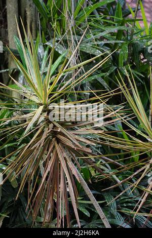 Dracaena marginata in der Natur. Dracaena marginata, allgemein als Red-Edge dracaena bezeichnet, ist ein immergrüner Baum mit steifem, bandähnem, rot umrandtem gre Stockfoto