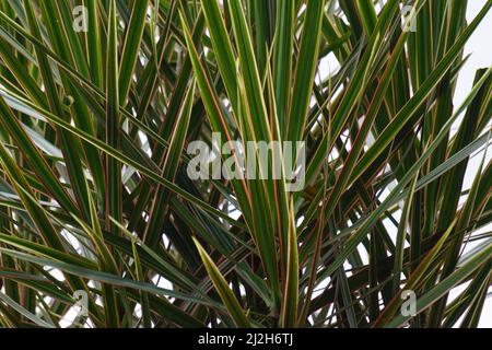 Dracaena marginata in der Natur. Dracaena marginata, allgemein als Red-Edge dracaena bezeichnet, ist ein immergrüner Baum mit steifem, bandähnem, rot umrandtem gre Stockfoto