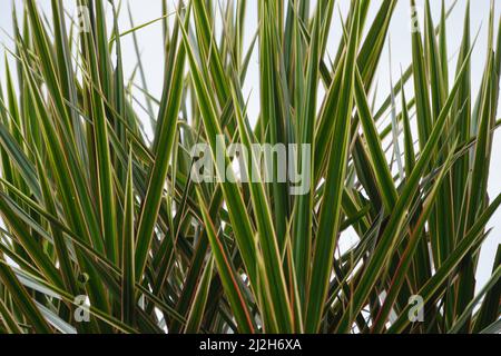 Dracaena marginata in der Natur. Dracaena marginata, allgemein als Red-Edge dracaena bezeichnet, ist ein immergrüner Baum mit steifem, bandähnem, rot umrandtem gre Stockfoto