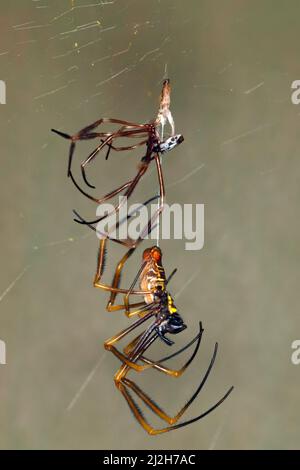 Australische Golden Orb Weaver Spider, Nephila edulis. Großes Weibchen, das gerade sein Exoskelett abgeworfen hat und noch immer mit einem Seidenfaden befestigt ist. Coffs Stockfoto