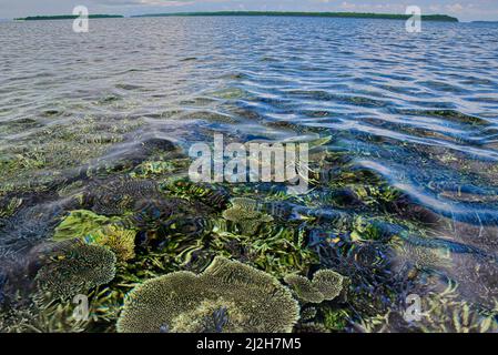 Der Anbau von Algen in West Little Kei wurde @West Kei kecil, Southeast Maluku Regency, Maluku, Indonesien, durchgeführt Stockfoto