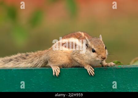 Ein waches nördliches Palmenhörnchen (Funambulus pennantii), Delhi, Indien Stockfoto