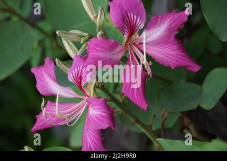 Bauhinia purpurea (auch lila bauhinia, Orchideenbaum, Khairwal, Karar genannt) blüht. In der indischen traditionellen Medizin werden die Blätter zur Behandlung von Cou verwendet Stockfoto