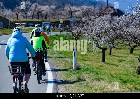 Zylisten passieren blühende Aprikosenbäume bei arnsdorf im unteren österreichischen donautal wachau Stockfoto