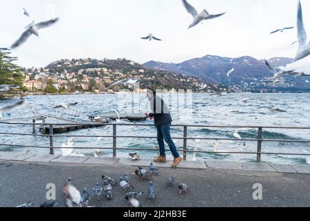 Italien, Como, Mann, der Schwäne und Möwen auf dem Comer See füttert Stockfoto