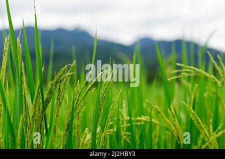 Thailändischer Jasmin-Reissamen aus seinem Baum mit grünen Blättern auf dem Reisfeld im Norden Thailands. Stockfoto