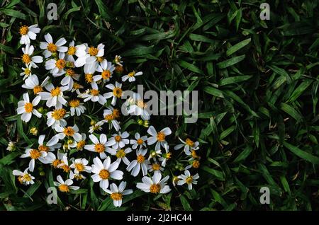 Spanische Nadeln oder Bidens Alba Blumen auf grünem Gras Hintergrund. Stockfoto