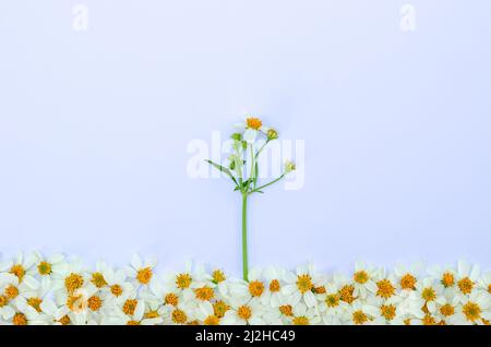 Spanische Nadeln oder Bidens alba Blumen mit seinem Baum und Blätter auf weißem paparem Hintergrund. Stockfoto
