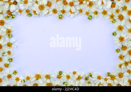Spanische Nadeln oder Bidens Alba Blumen als Rahmen auf weißem Papier Hintergrund gesetzt. Stockfoto