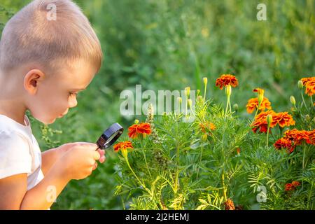 Kleiner Junge, der die Natur auf der Wiese mit einer Lupe erkundet und Blumen betrachtet. Neugierige Kinder im Wald, ein zukünftiger Botaniker. Stockfoto