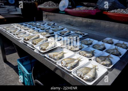 Thailand Makrele kleine Fische einzigartig am Golf von Thailand mit seiner kleinen Größe und runden und kurzen Form Stockfoto