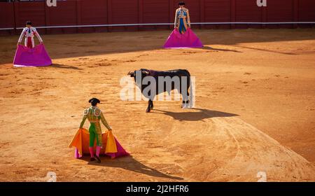 la Real Maestranza, Plaza De Toros, von Sevilla, Andalusien, spanien, , Stierkampf mit Stieren und Stierkämpfern, während der Feria De Abril in Sevilla Stockfoto