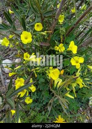 Strahlende Asphodelus fistulose-Blüten wachsen wild entlang der Altea Trail, Costa Dorada, Spanien Stockfoto