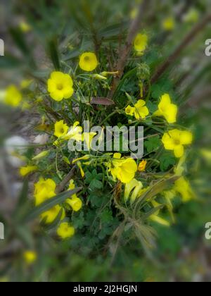 Strahlende Asphodelus fistulose-Blüten wachsen wild entlang der Altea Trail, Costa Dorada, Spanien Stockfoto