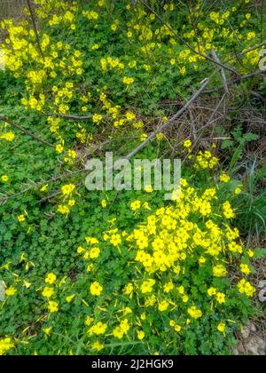 Strahlende Asphodelus fistulose-Blüten wachsen wild entlang der Altea Trail, Costa Dorada, Spanien Stockfoto