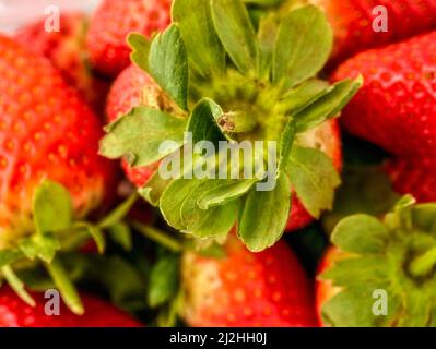 Makrofutter/Fruchtportrait mit einer sukkkkkkkkenden roten Erdbeere auf einfachem Hintergrund Stockfoto