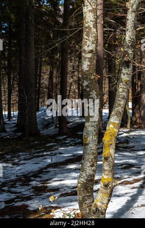 Buchenholz beleuchtet mit einem dunklen Kiefernwald im Hintergrund. Abruzzen, Italien, Europa Stockfoto