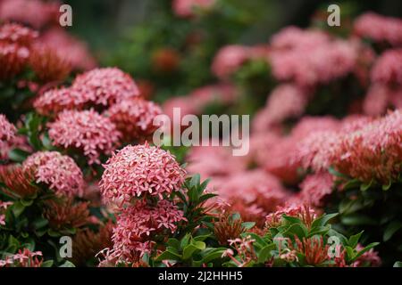 Westindischer Jasmin (auch ixora genannt, Dschungelflamme, Dschungelgeranium, cruz de Malta) mit natürlichem Hintergrund Stockfoto