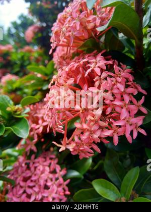 Westindischer Jasmin (auch ixora genannt, Dschungelflamme, Dschungelgeranium, cruz de Malta) mit natürlichem Hintergrund Stockfoto