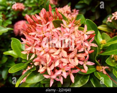 Westindischer Jasmin (auch ixora genannt, Dschungelflamme, Dschungelgeranium, cruz de Malta) mit natürlichem Hintergrund Stockfoto