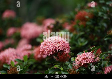 Westindischer Jasmin (auch ixora genannt, Dschungelflamme, Dschungelgeranium, cruz de Malta) mit natürlichem Hintergrund Stockfoto