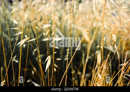 Dünne Hafer- und Weizenspikeletts auf einem verschwommenen Wiesenhintergrund. Natur und Landwirtschaft Hintergründe Stockfoto