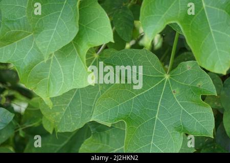 Jatropha curcas (auch Jarak Pagar, Physalnuss, Barbados-Nuss, Giftnuss, Blasenbusch genannt) Blätter. Indonesier verwenden das Latex, um Blutungen zu stoppen Stockfoto