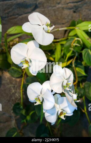 Orchids Denver Botanic Gardens V Stockfoto