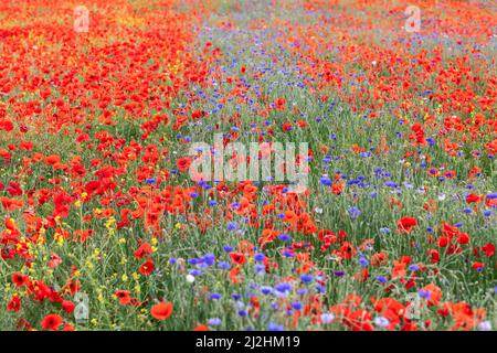 Rote Mohnblumen und blaue Kornblumen vermischen sich mit grünem Gras über eine farbenfrohe Sommermeide in der Toskana, Italien. Stockfoto