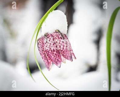 02. April 2022, Hessen, Frankfurt/Main: Die Blüte einer Schachbrettblume, die auf einem Vorhof im Bornheimer Stadtteil wächst, ist nach dem Schnee am Vortag und in der Nacht mit Schnee bedeckt. Foto: Frank Rumpenhorst/dpa Stockfoto