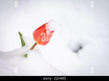 02. April 2022, Hessen, Frankfurt/Main: Eine Tulpe, die vor einer Schule im Bornheimer Stadtteil wächst, guckelt aus einer Schneedecke, nachdem sie am Vortag und in der Nacht zuvor geschneit hatte. Foto: Frank Rumpenhorst/dpa Stockfoto