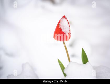 02. April 2022, Hessen, Frankfurt/Main: Eine Tulpe, die vor einer Schule im Bornheimer Stadtteil wächst, guckelt aus einer Schneedecke, nachdem sie am Vortag und in der Nacht zuvor geschneit hatte. Foto: Frank Rumpenhorst/dpa Stockfoto