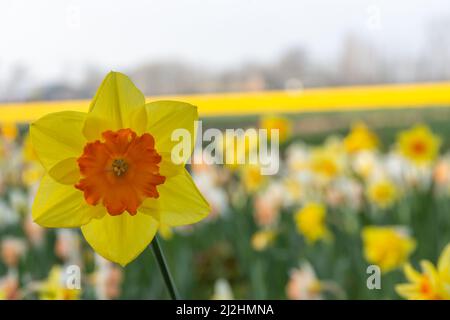 Nahaufnahme der schönen Narzissenblüte auf einem farbenfrohen Frühlingshintergrund Stockfoto