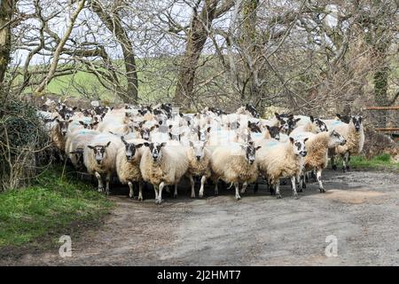 Schafherde auf einer Landstraße, Ayrshire, Schottland Stockfoto