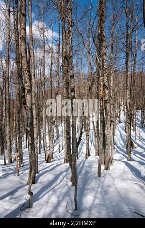 Buche (Fagus sylvatica) im Winter, Regionalpark Simbruini Mountains, Latium, Italien Stockfoto