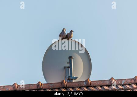 Zwei Taubenvögel sitzen auf einer Satellitenschüssel auf Ihrem Hausdach, Deutschland Stockfoto