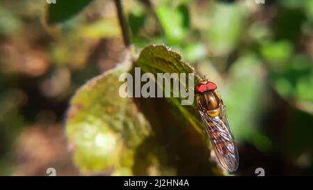 Wunderschöne Schwebfliege auf grünem Blatt Stockfoto
