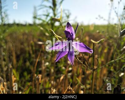 Consolidata regalis, bekannt als forking larkspur, Rakete-larkspur, und Feld larkspur. Floraler Desktop-Hintergrund. Zweifelhafter Rittersporn, Raketenlarksporn. Stockfoto