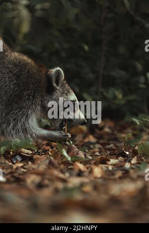 Eine vertikale Nahaufnahme eines Waschbär, der im Wald nach Futter sucht Stockfoto