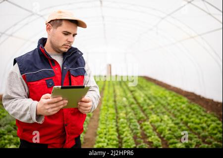 In einem Gewächshaus überwacht ein intelligenter Jungbauer mit einer Tablette die Qualität und Quantität eines organischen hydroponischen Gemüsegartens. Stockfoto