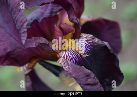 Kastanienbraune Irisblume auf einem Hintergrund von grünem Gras im Sommer Makro. Gartenarbeit. Bärtige Iris. Stockfoto