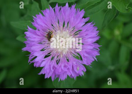 Centaurea dealbata (die persische oder weißwaschige Kornblume) mit Biene. Nahaufnahme wunderschöne lila Blume im Frühlingsgarten auf verschwommenem grünem Hintergrund. Auswahl Stockfoto