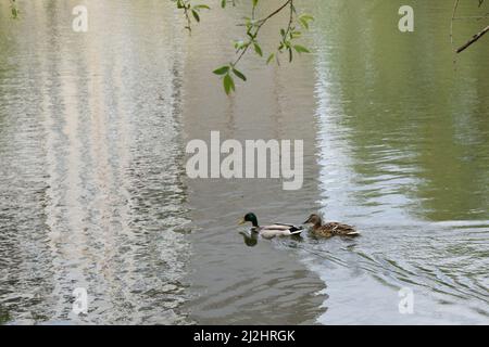 Nahaufnahme zwei wilde Enten schwimmen an einem Frühlingstag im Fluss. Wildtiere. Mallard Enten schwimmen im See. Wildente (Anas platyrhynchos) ist eine taumelnde Ente Stockfoto
