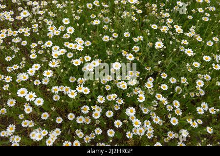 Hochwinkelansicht von vielen hellen weißen Blüten von Kamillen auf grünem Blatthintergrund am Sommertag. Stockfoto