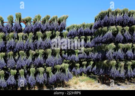 Lavendelernte in Drome Provençale: Trocknen der Blumensträuße. Ferrassieres, Drome, Frankreich Stockfoto