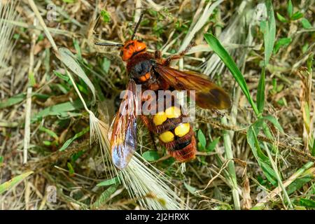 Nahaufnahme Megascolia maculata Weibchen, das grünes Gras kriecht. Stockfoto