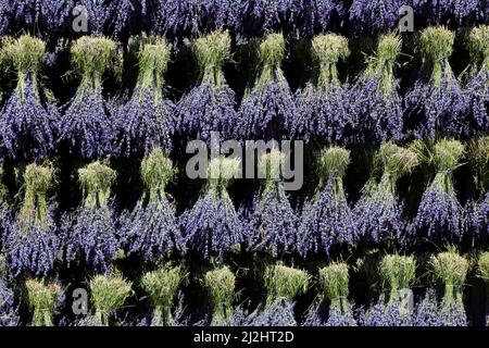 Lavendelernte in Drome Provençale: Trocknen der Blumensträuße. Ferrassieres, Drome, Frankreich Stockfoto