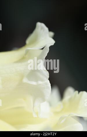 Makrobild eines Rhododendrons in Castle Drogo Gardens Devon England Stockfoto