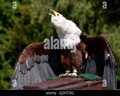 Nahaufnahme Afrikanischer Fischadler (Haliaeetus vocifer) Vorderansicht und offene Flügel und Schreien Stockfoto